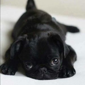 Meet your Posher, Patricia